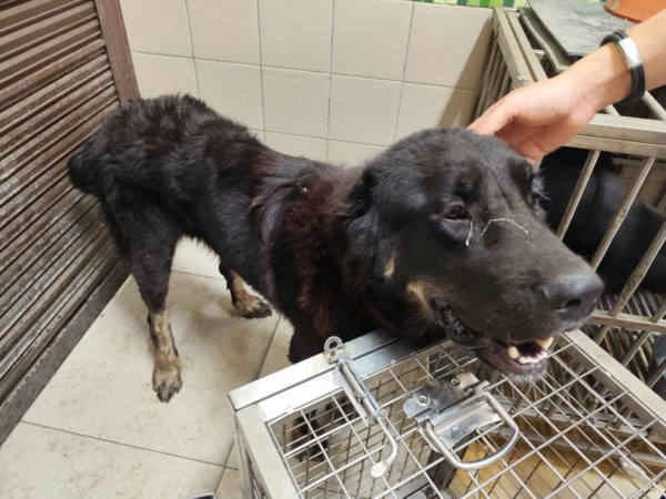 高雄市待認養狗 西藏獒犬