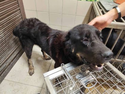 高雄市待認養狗｜西藏獒犬｜黑色｜母