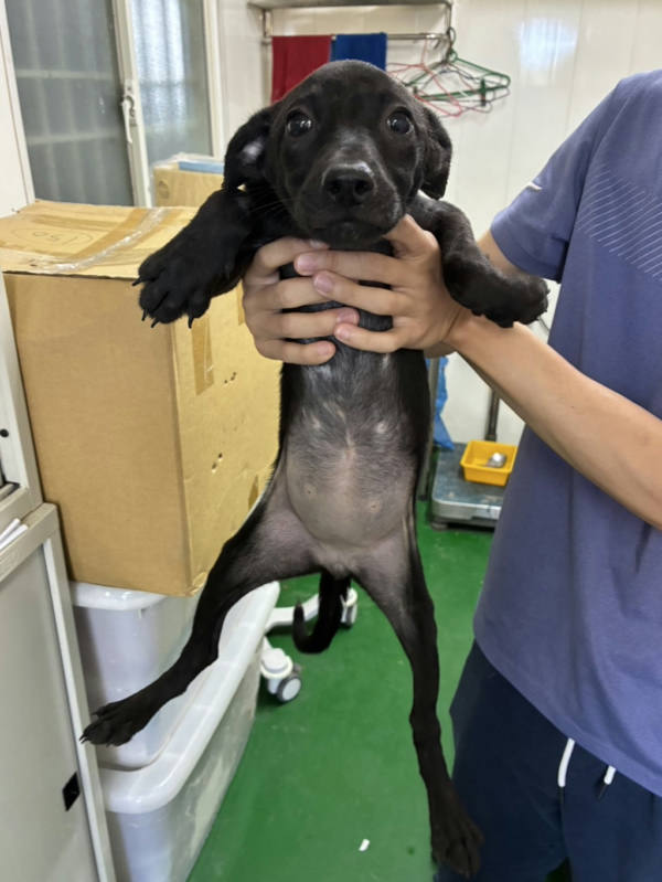 彰化縣待認養狗 混種犬