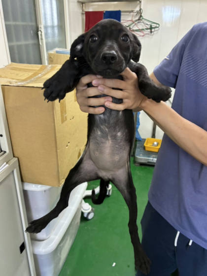彰化縣待認養狗｜混種犬｜黑色｜母