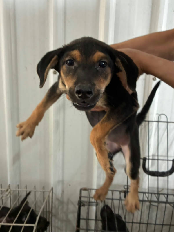 彰化縣待認養狗 混種犬