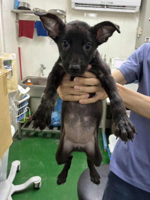 彰化縣待認養狗 混種犬