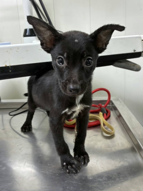 彰化縣待認養狗 混種犬