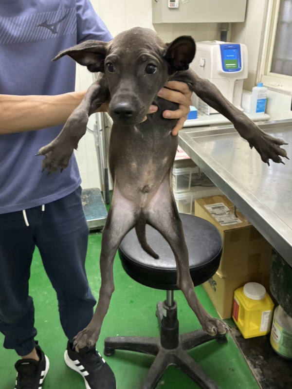 彰化縣待認養狗 混種犬