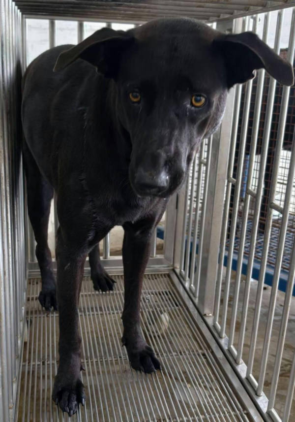 花蓮縣待認養狗 混種犬