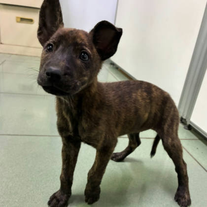 台南市待認養狗｜混種犬｜虎斑色｜母