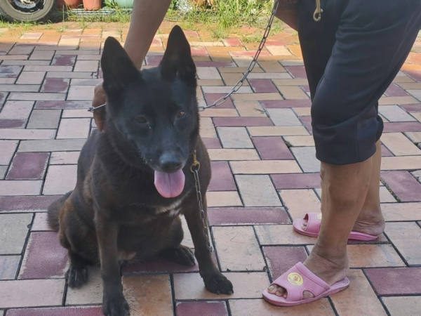高雄市待認養狗 混種犬