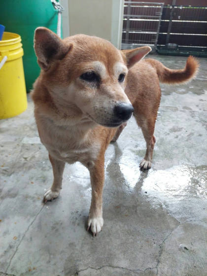 新北市待認養狗｜柴犬｜棕色｜母