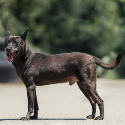 新北市待認養狗｜混種犬｜黑色｜公