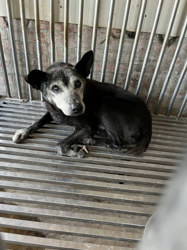 彰化縣待認養狗 混種犬