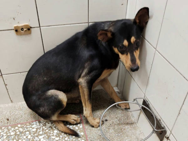 高雄市待認養狗 混種犬
