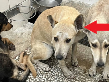 高雄市待認養狗｜混種犬｜黃色｜母