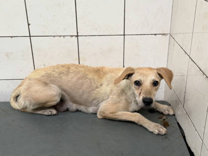 高雄市待認養狗｜混種犬｜黃色｜母