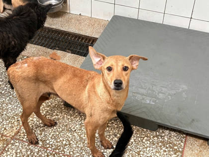 高雄市待認養狗｜混種犬｜黃色｜母