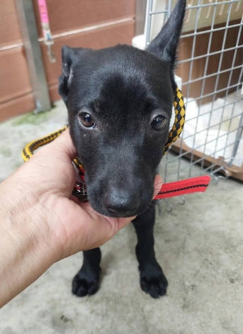 新北市待認養狗｜混種犬｜黑色｜母
