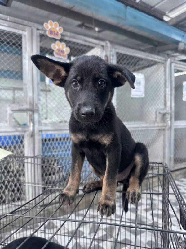 苗栗縣待認養狗 混種犬