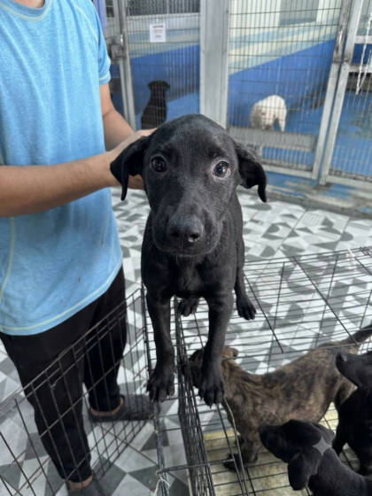 苗栗縣待認養狗｜混種犬｜黑色｜公