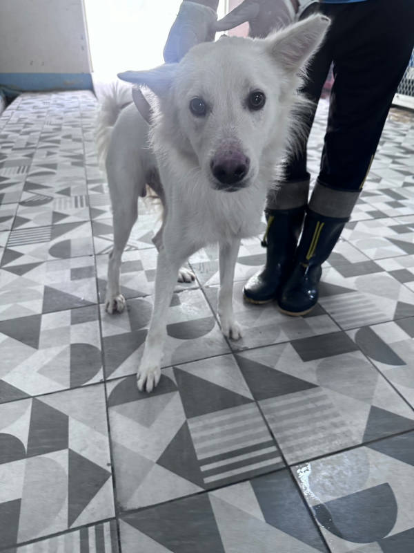 苗栗縣待認養狗 混種犬