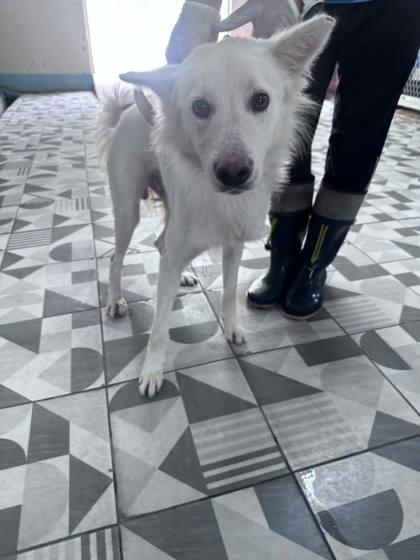 苗栗縣待認養狗｜混種犬｜白色｜公