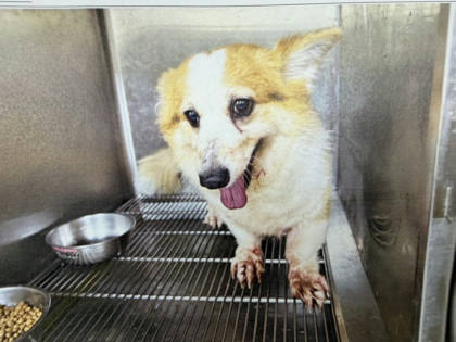 桃園市待認養狗｜威爾斯柯基犬｜黃白色｜母