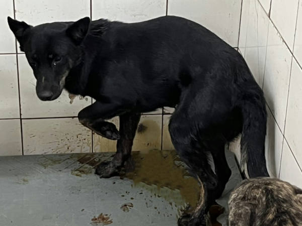 高雄市待認養狗 混種犬