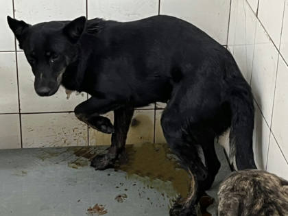 高雄市待認養狗｜混種犬｜黑色｜公