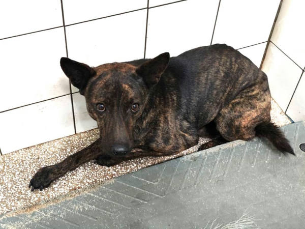 高雄市待認養狗 混種犬
