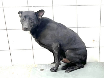 高雄市待認養狗｜混種犬｜黑色｜公