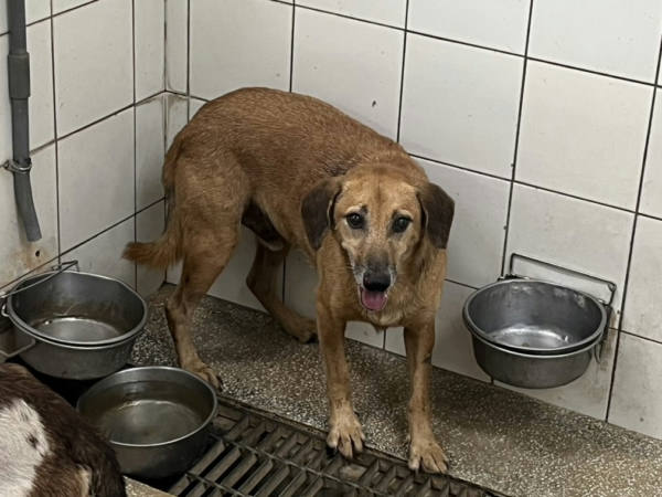 高雄市待認養狗 混種犬