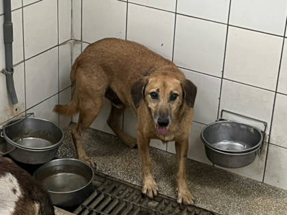 高雄市待認養狗｜混種犬｜黃色｜公