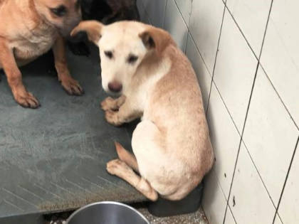 高雄市待認養狗｜混種犬｜黃色｜公
