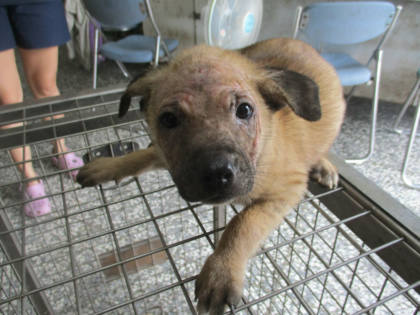 高雄市待認養狗｜混種犬｜黃色｜母