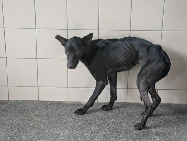 高雄市待認養狗 混種犬