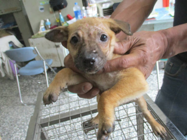 高雄市待認養狗 混種犬