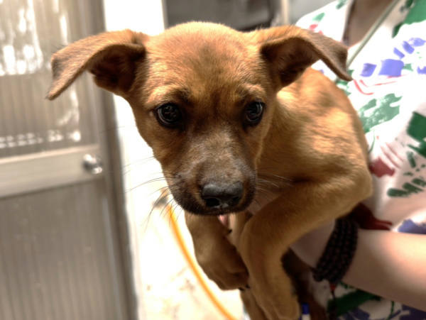 高雄市待認養狗 混種犬