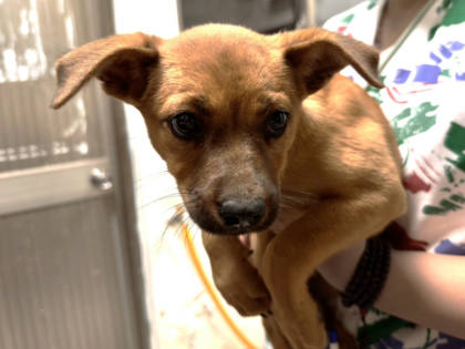 高雄市待認養狗｜混種犬｜黃色｜母