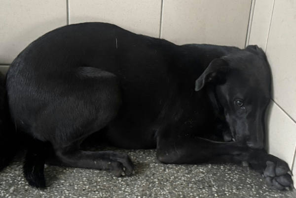 高雄市待認養狗 混種犬