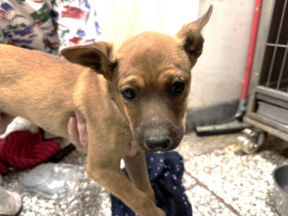 高雄市待認養狗｜混種犬｜黃色｜母
