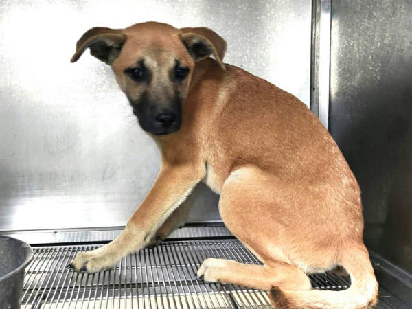 高雄市待認養狗 混種犬