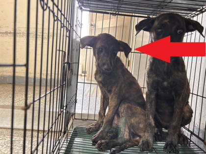 高雄市待認養狗｜混種犬｜黃色｜母