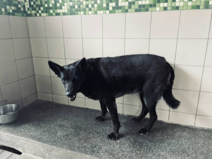 高雄市待認養狗｜混種犬｜黑色｜母
