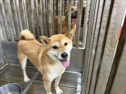 桃園市待認養狗｜柴犬｜黃色｜公