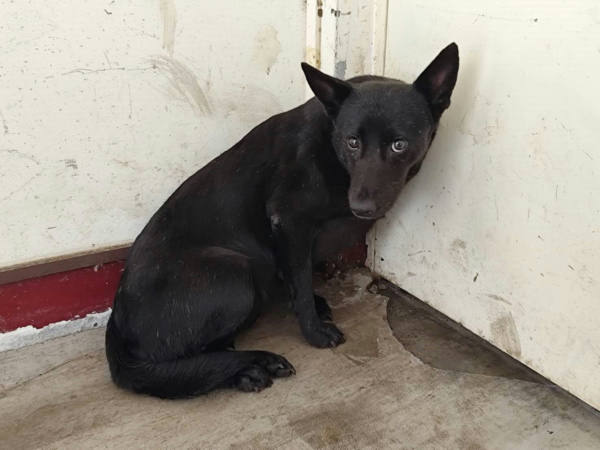 高雄市待認養狗 混種犬