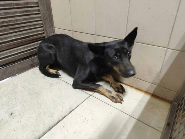 高雄市待認養狗 混種犬