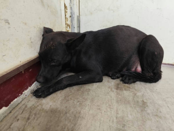 高雄市待認養狗 混種犬