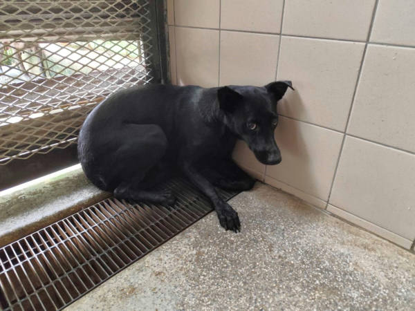 高雄市待認養狗 混種犬