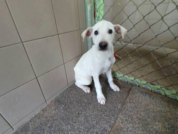 高雄市待認養狗 混種犬
