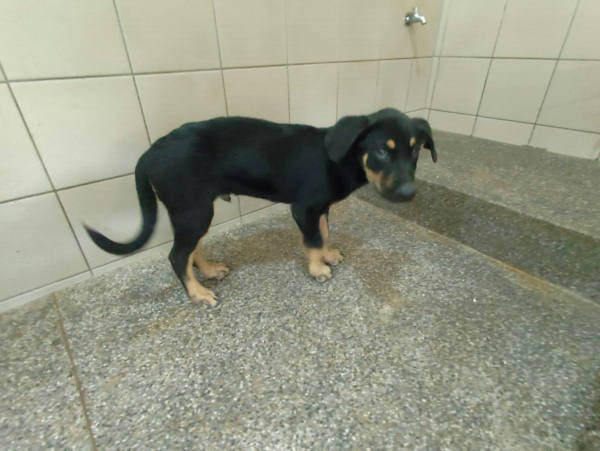 高雄市待認養狗 混種犬