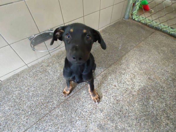 高雄市待認養狗 混種犬