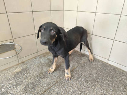 高雄市待認養狗｜混種犬｜黑色｜公